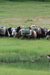 Mongolie 20160721 082734219 