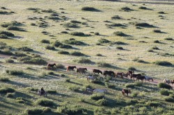 Mongolie 20160718 001528314 