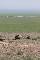 Mongolie 20160725 031316267